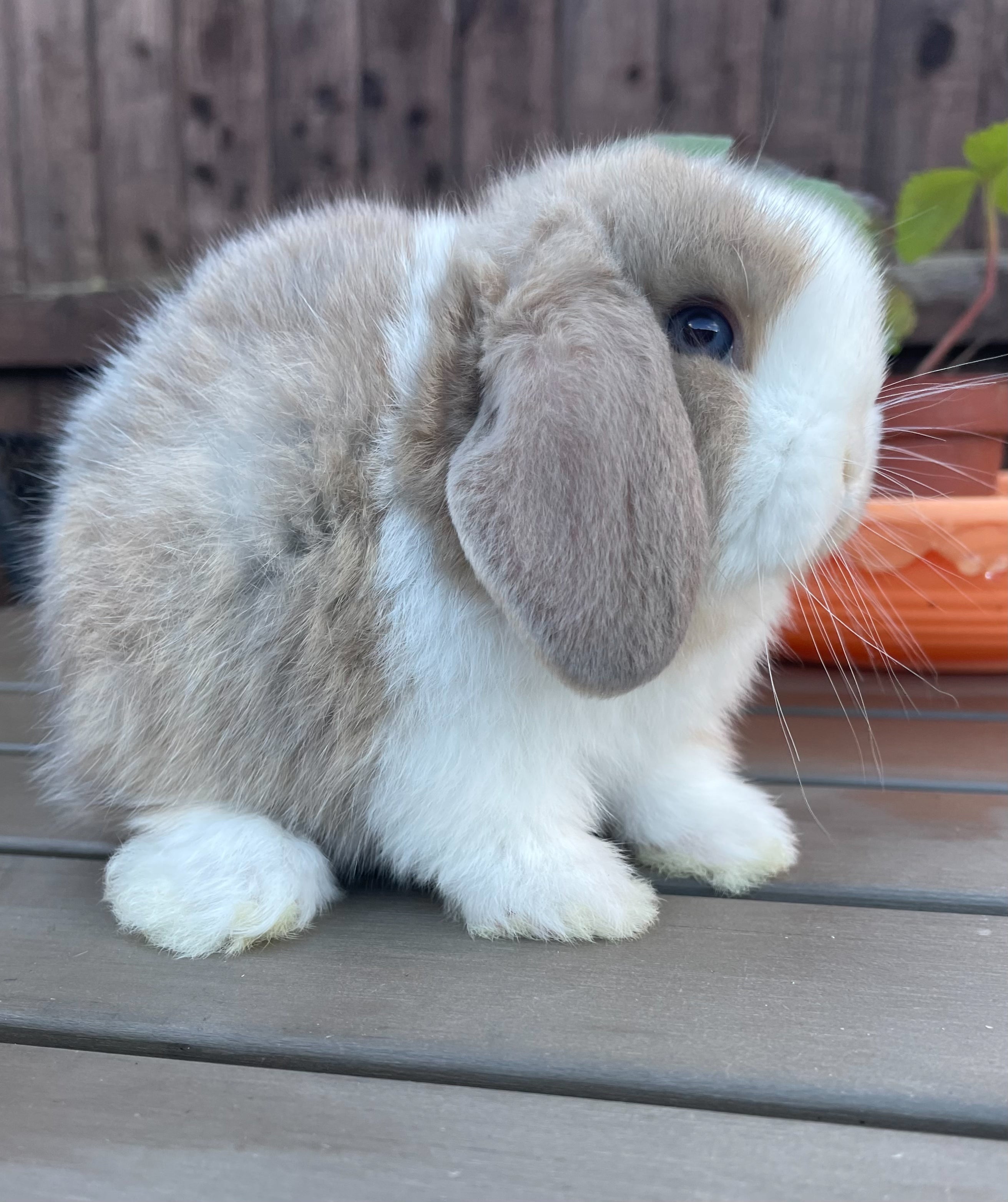 Grey mini lop sales bunny