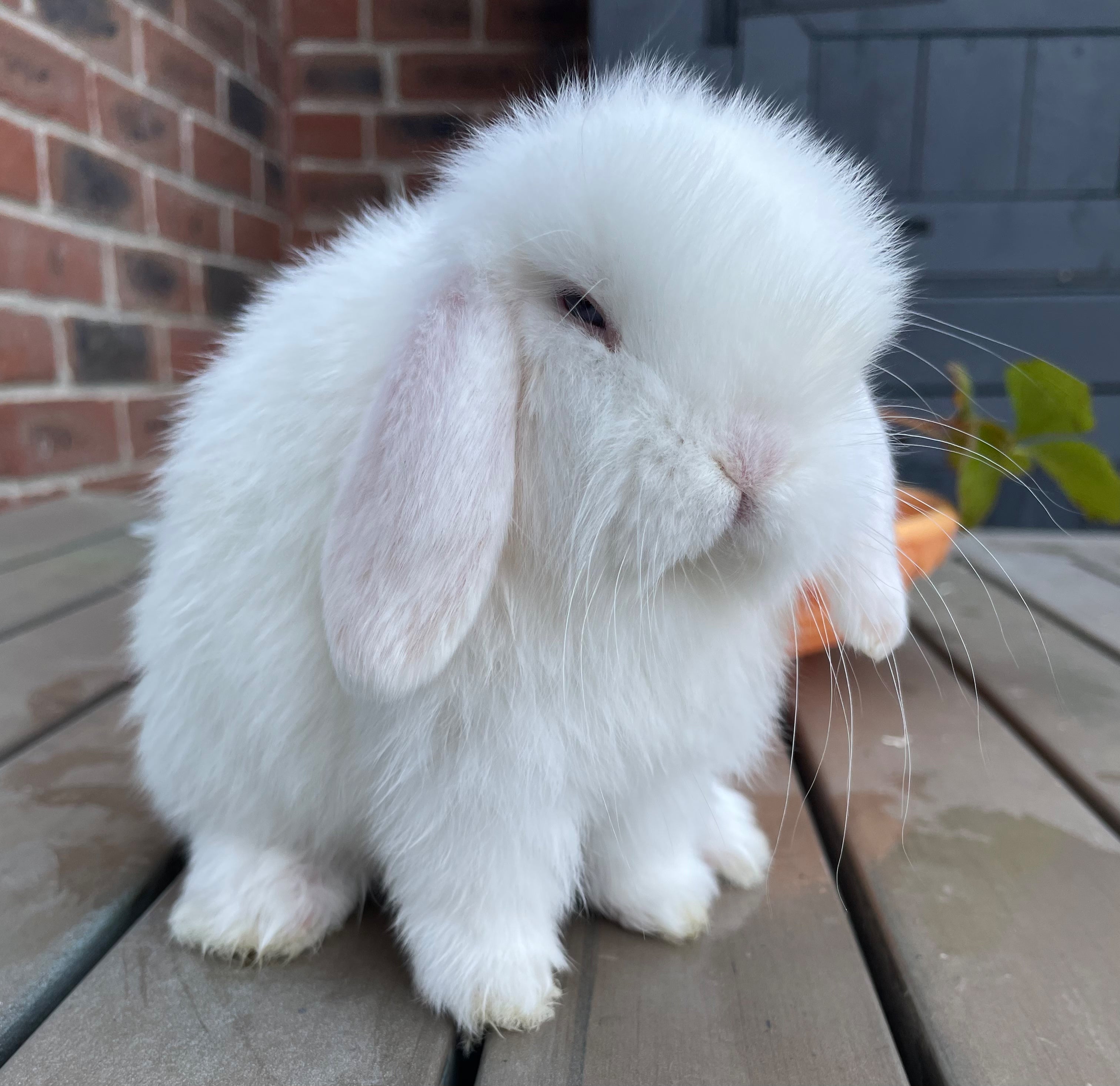 Albino hot sale mini lop